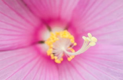花图片大全大图,花卉图片大全大图赏析