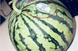 平乡网红吃瓜,揭秘网络红人的幕后生活
