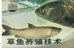 草鱼养殖技术,草鱼高效养殖技术解析与实操指南